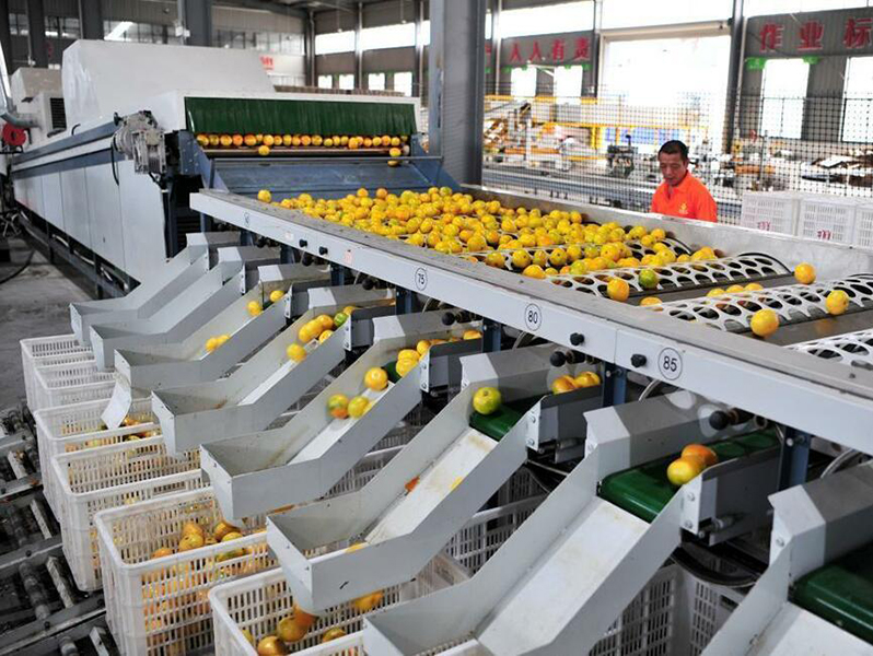 कृषि उत्पादन